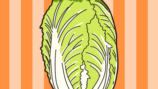 白菜のイラスト【色、背景あり】PNG