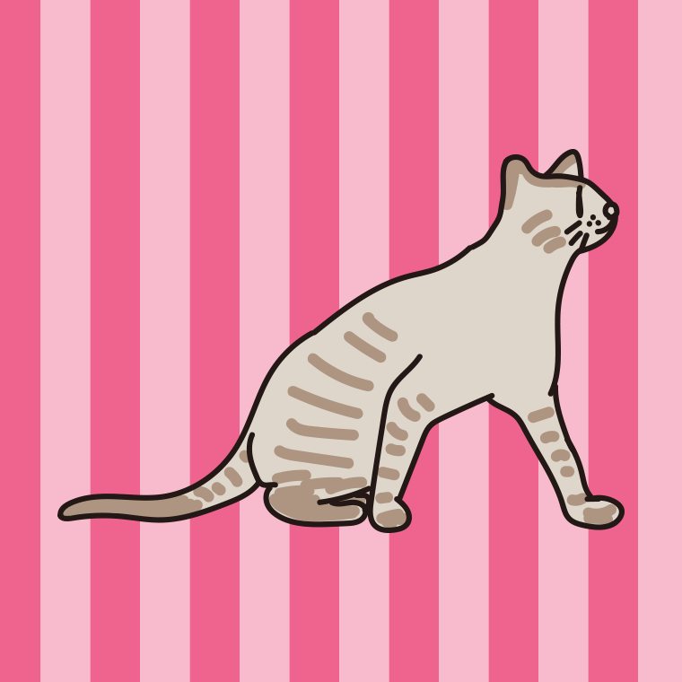 猫（ヨーロピアンバーミーズ）のイラスト【色、背景あり】PNG