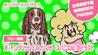 【フリー素材】犬（イングリッシュスプリンガースパニエル）のイラスト