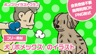 【フリー素材】犬（ポメックス）のイラスト