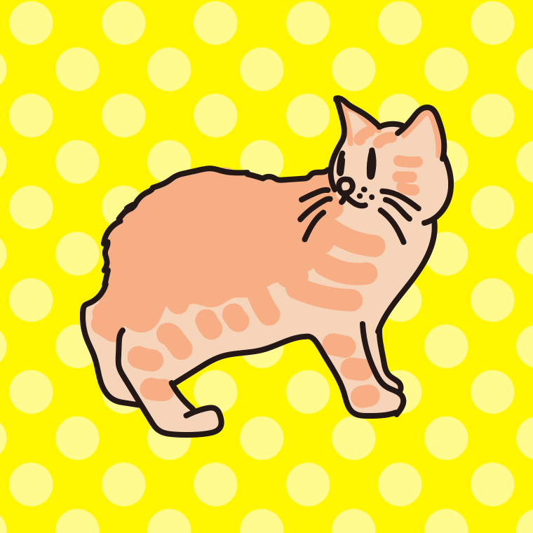 猫（キムリック）のイラスト【色、背景あり】PNG