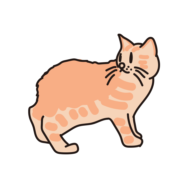 猫（キムリック）のイラスト【色あり、背景なし】透過PNG