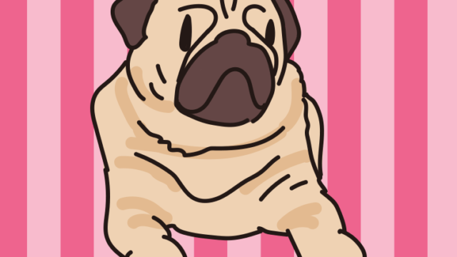 犬（パグ）のイラスト【色、背景あり】PNG
