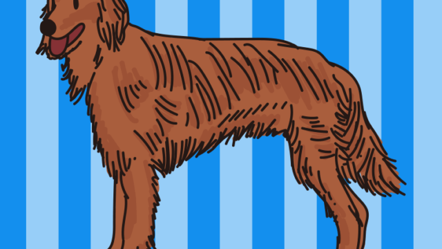 犬（アイリッシュセッター）のイラスト【色、背景あり】PNG