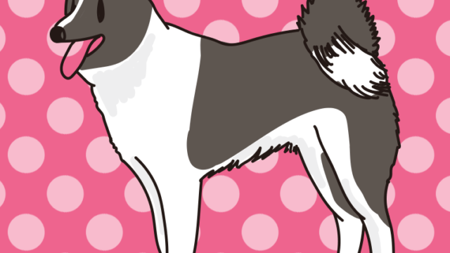 犬（カレリアンベアドッグ）のイラスト【色、背景あり】PNG