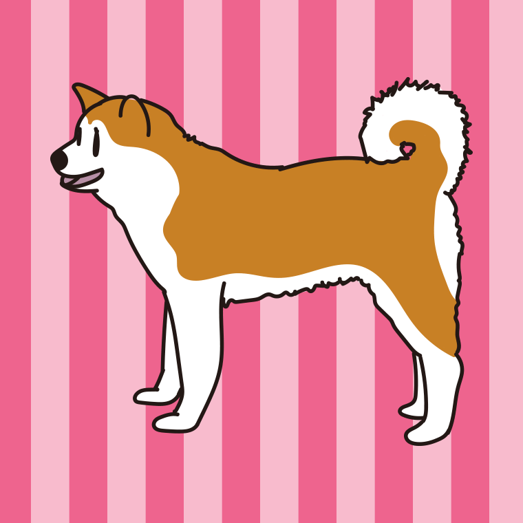 犬（秋田犬）のイラスト【色、背景あり】PNG