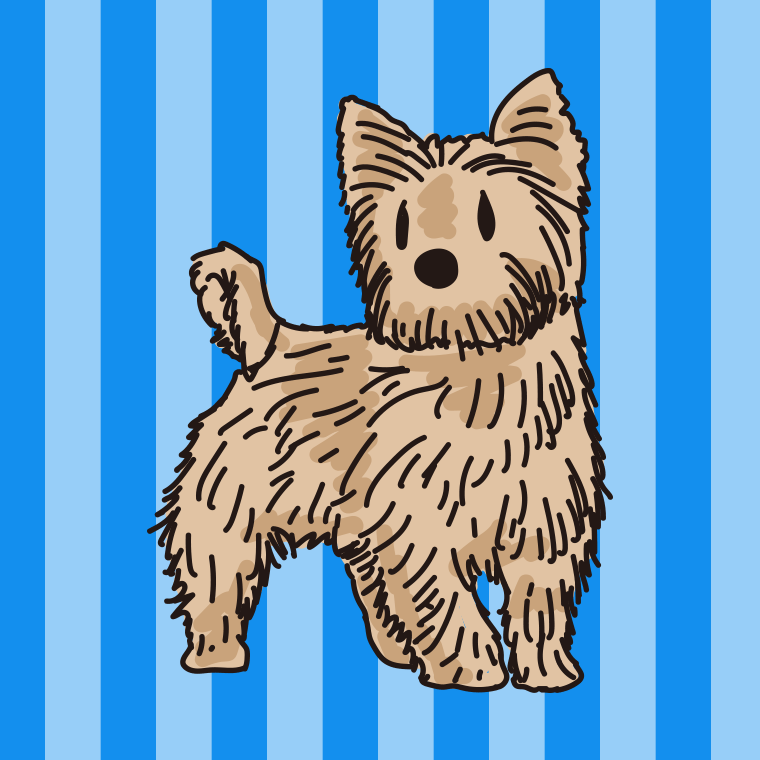 犬（ノーリッチテリア）のイラスト【色、背景あり】PNG