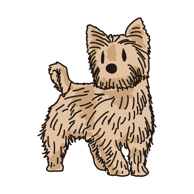 犬（ノーリッチテリア）のイラスト【色あり、背景なし】透過PNG