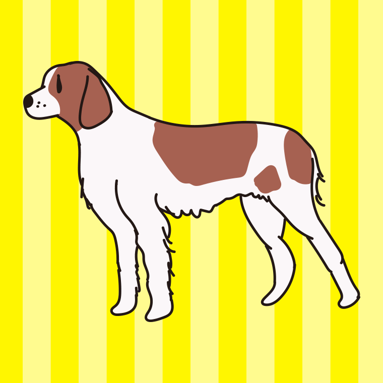犬（アイリッシュレッドアンドホワイトセター）のイラスト【色、背景あり】PNG