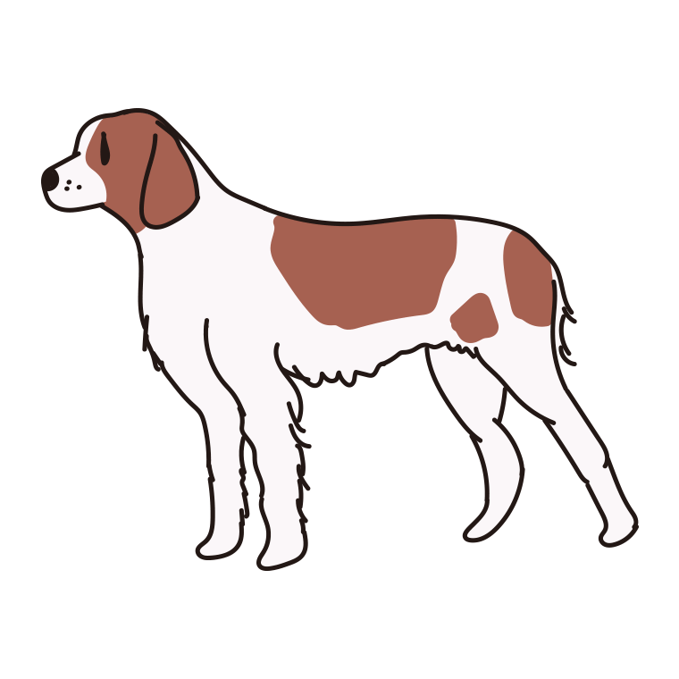 犬（アイリッシュレッドアンドホワイトセター）のイラスト【色あり、背景なし】透過PNG