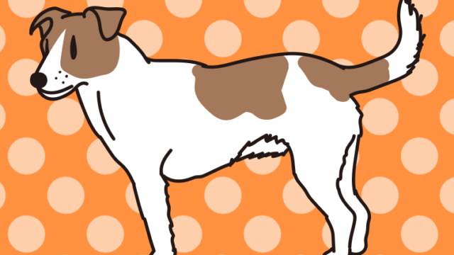 犬（パーソンラッセルテリア）のイラスト【色、背景あり】PNG