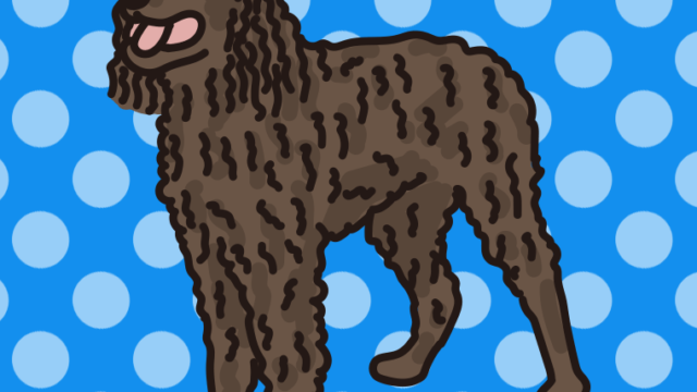 犬（アメリカンウォータースパニエル）のイラスト【色、背景あり】PNG