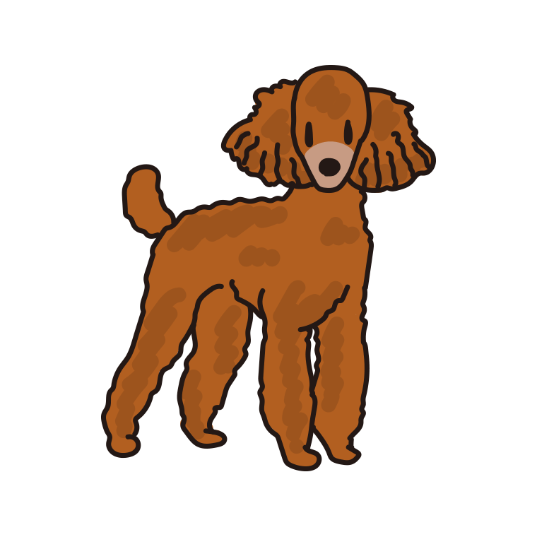 犬（ミニチュアプードル）のイラスト【色あり、背景なし】透過PNG