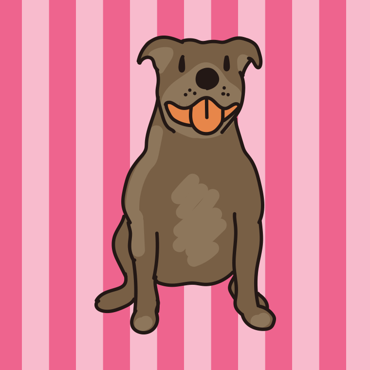 犬（ピットブル）のイラスト【色、背景あり】PNG