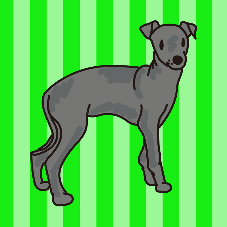 犬（イタリアングレーハウンド）のイラスト【色、背景あり】PNG