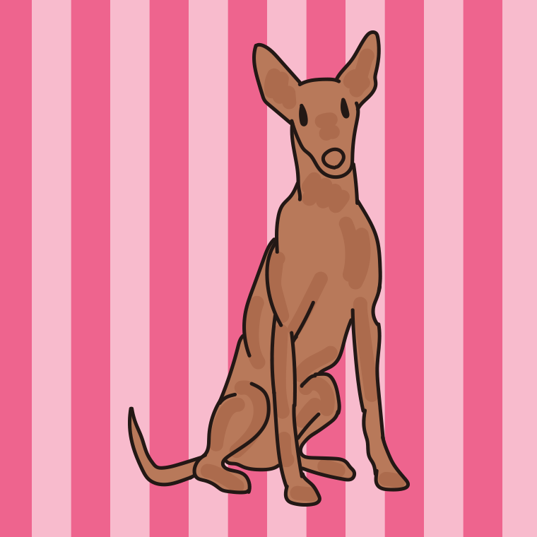 犬（ファラオハウンド）のイラスト【色、背景あり】PNG