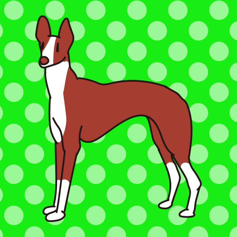 犬（イビザンハウンド）のイラスト【色、背景あり】PNG