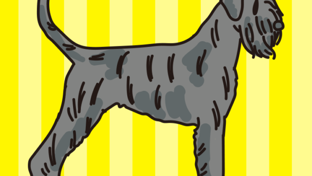 犬（ジャイアントシュナウザー）のイラスト【色、背景あり】PNG