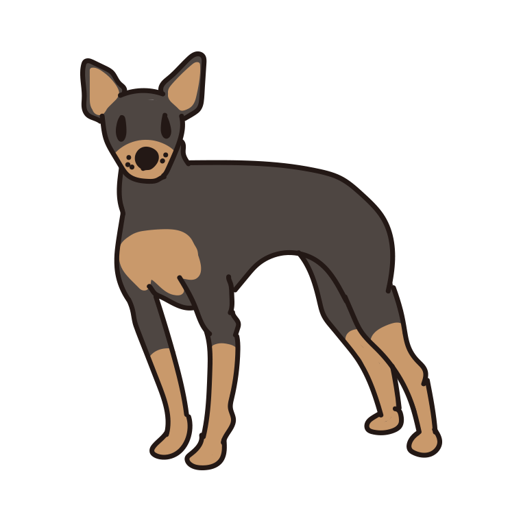 犬（トイマンチェスターテリア）のイラスト【色あり、背景なし】透過PNG