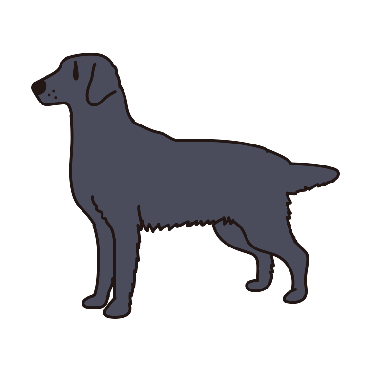 犬（フラットコーテッドレトリバー）のイラスト【色あり、背景なし】透過PNG