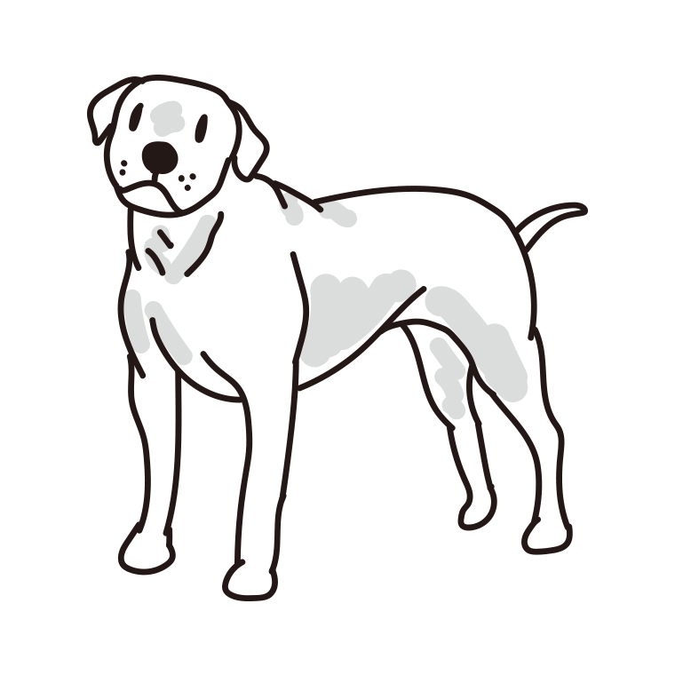 犬（ドゴアルヘンティーノ）のイラスト【色あり、背景なし】透過PNG