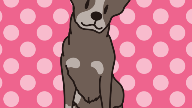 犬（オーストラリアンキャトルドッグ）のイラスト【色、背景あり】PNG