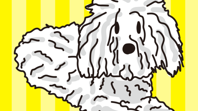 犬（ボロニーズ）のイラスト【色、背景あり】PNG