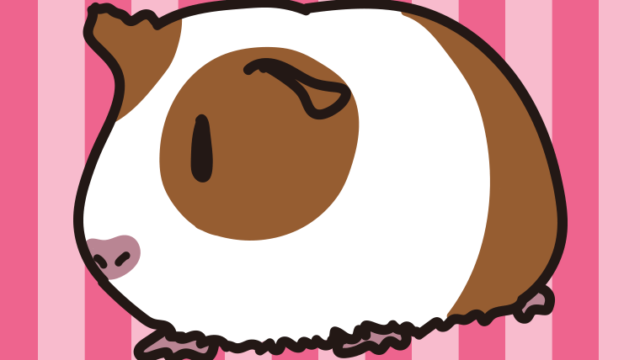 モルモットのイラスト【色、背景あり】PNG