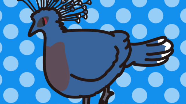 オウギバトのイラスト【色、背景あり】PNG