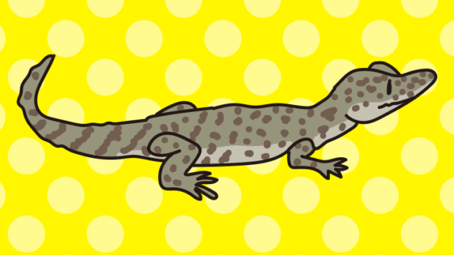 メガネカイマンのイラスト【色、背景あり】PNG