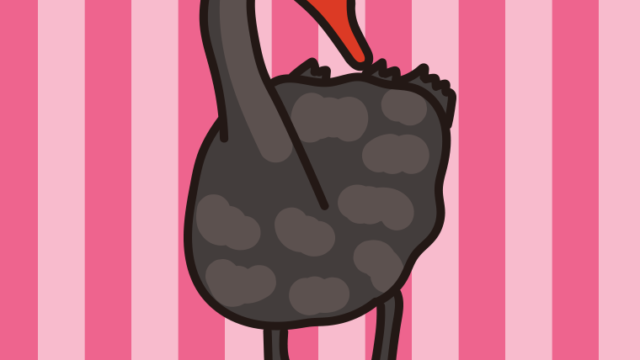 コクチョウのイラスト【色、背景あり】PNG