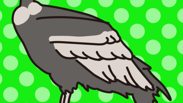 アンデスコンドルのイラスト【色、背景あり】PNG