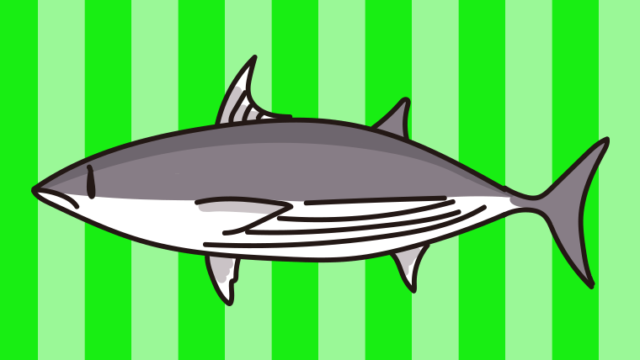 カツオのイラスト【色、背景あり】PNG