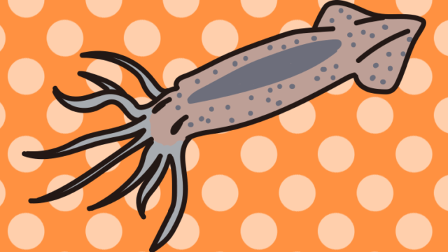 スルメイカのイラスト【色、背景あり】PNG