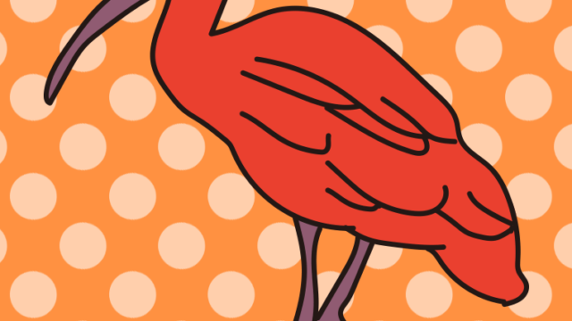 ショウジョウトキのイラスト【色、背景あり】PNG