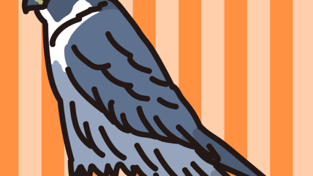 ハヤブサのイラスト【色、背景あり】PNG