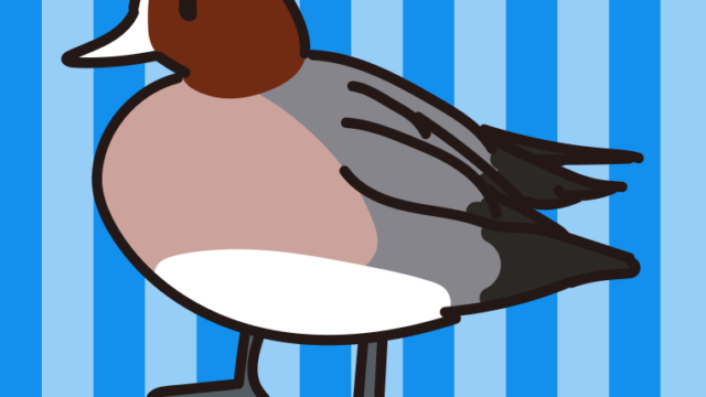 ヒドリガモのイラスト【色、背景あり】PNG