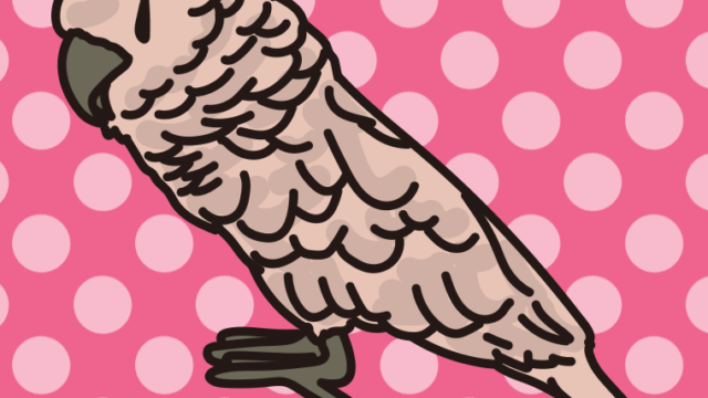 オオバタンのイラスト【色、背景あり】PNG