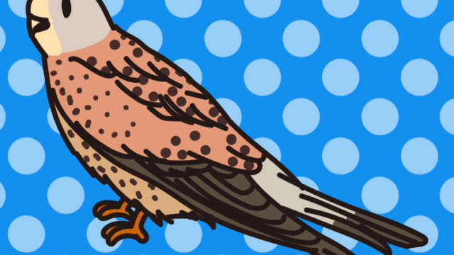 チョウゲンボウのイラスト【色、背景あり】PNG