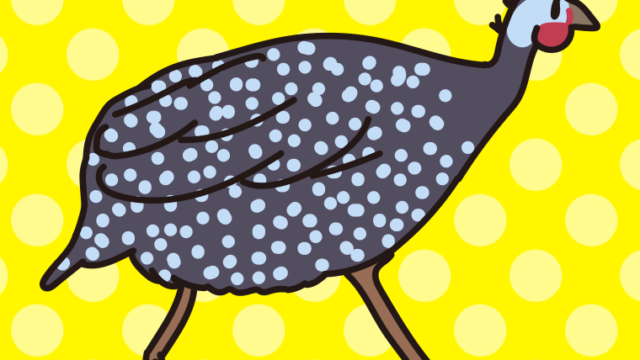 ホロホロチョウのイラスト【色、背景あり】PNG