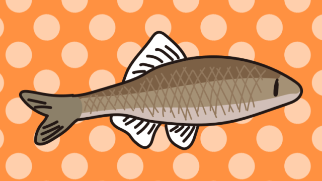 イチモンジタナゴのイラスト【色、背景あり】PNG