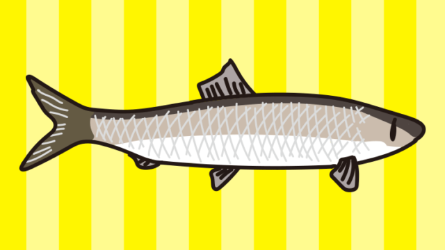 ニシンのイラスト【色、背景あり】PNG