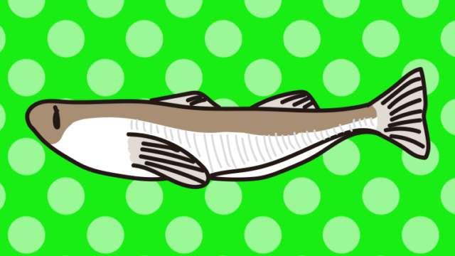 ハタハタのイラスト【色、背景あり】PNG