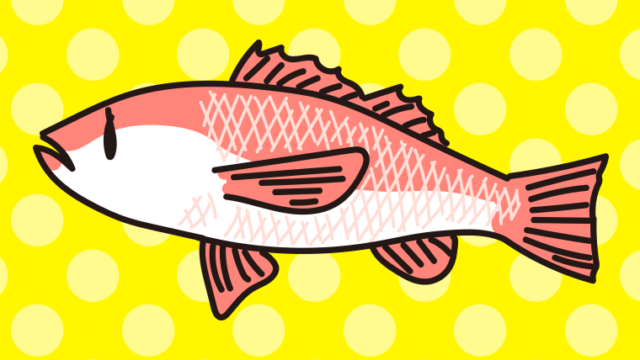 のどぐろ（アカムツ）のイラスト【色、背景あり】PNG