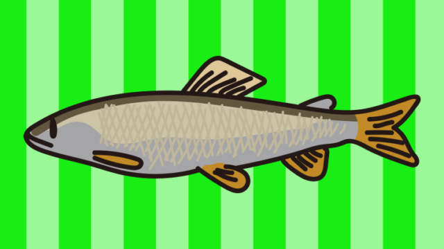 アユのイラスト【色、背景あり】PNG