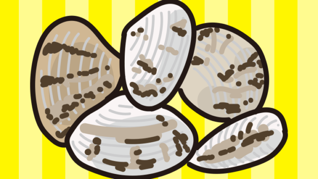 アサリのイラスト【色、背景あり】PNG