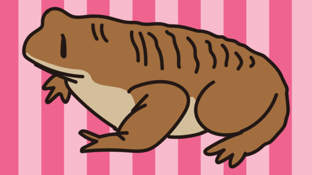 ニホンヒキガエルのイラスト【色、背景あり】PNG