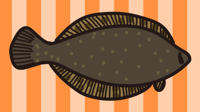 カレイのイラスト【色、背景あり】PNG