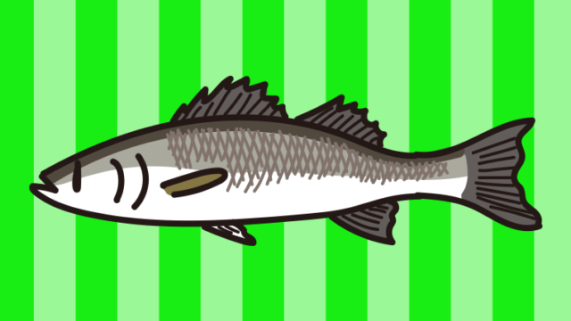 スズキのイラスト【色、背景あり】PNG