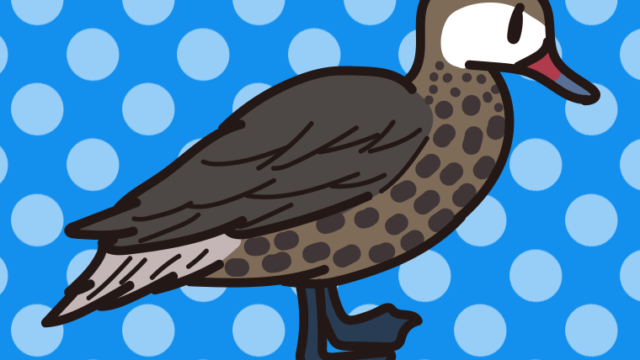 ホオジロオナガガモのイラスト【色、背景あり】PNG